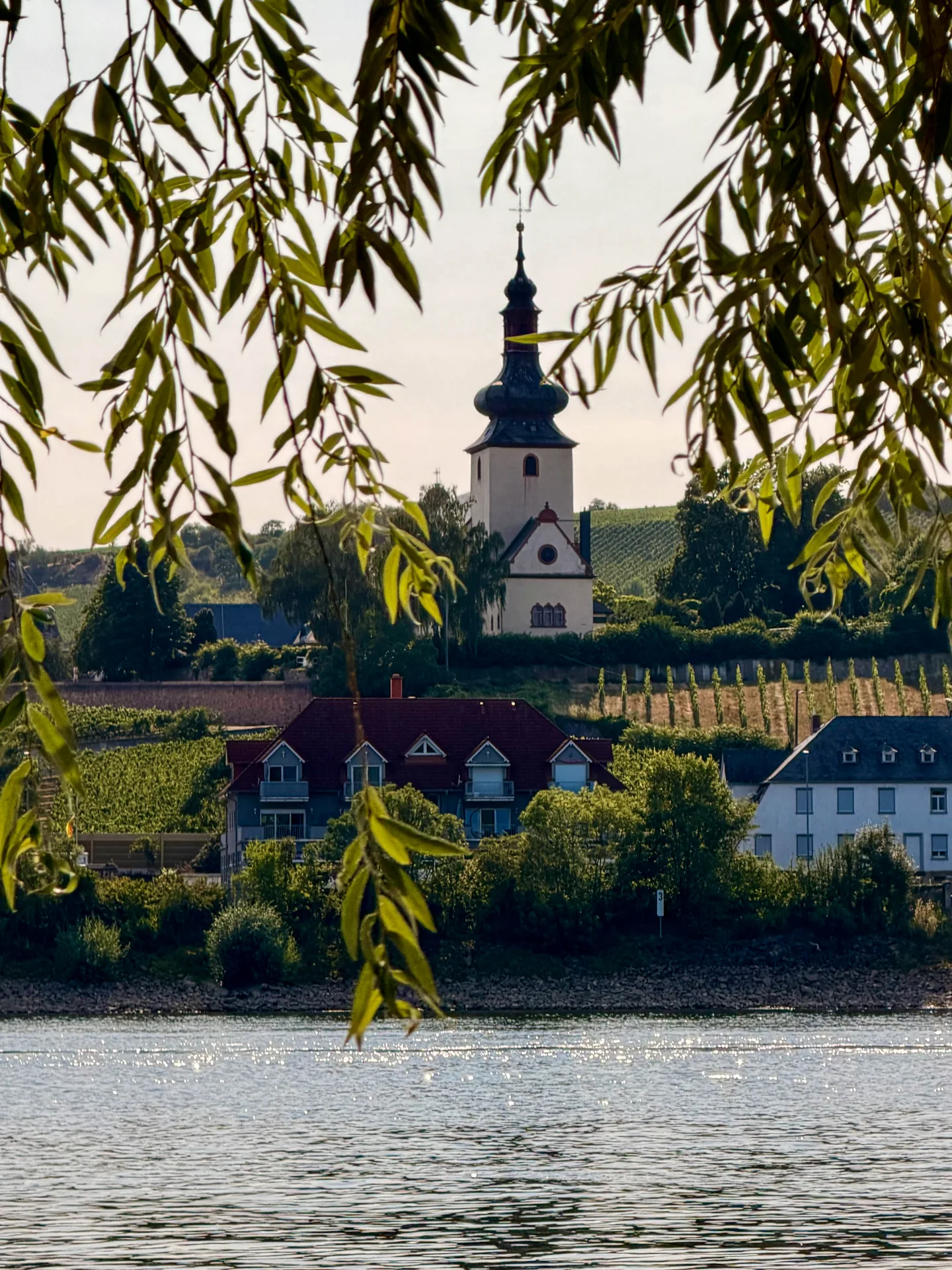 Blick über den Rhein auf die Kirche und die Weinberge von Nierstein, eingerahmt von grünen Zweigen.
