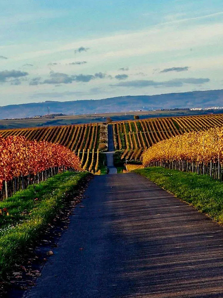 Weg durch die herbstlich gefärbten Weinberge am Roten Hang bei Nierstein.